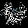 The protonation state of plasmepsin II influences its ligand-binding