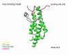 Overview of the bromodomain ATAD2A bound to histone H4 with Kac5 inserted